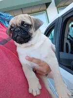 Frank the tank, a male Pug for sale in Branson, MO – 2 of 2
