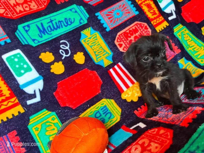 Baxter – Brussels Griffon puppy for sale in Branson, MO