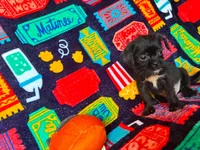 Baxter, a male Brussels Griffon for sale in Branson, MO – 1 of 2