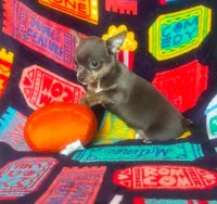Edwardo, a male Chihuahua for sale in Branson, MO – 3 of 3