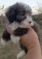 Male #1  small mini, a male Miniature Bernedoodle for sale in Branson, MO – 2 of 3