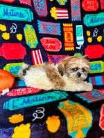 Buster, a male Shih Tzu for sale in Branson, MO – 3 of 3