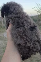 Male #1  small mini, a male Miniature Bernedoodle for sale in Branson, MO – 3 of 3