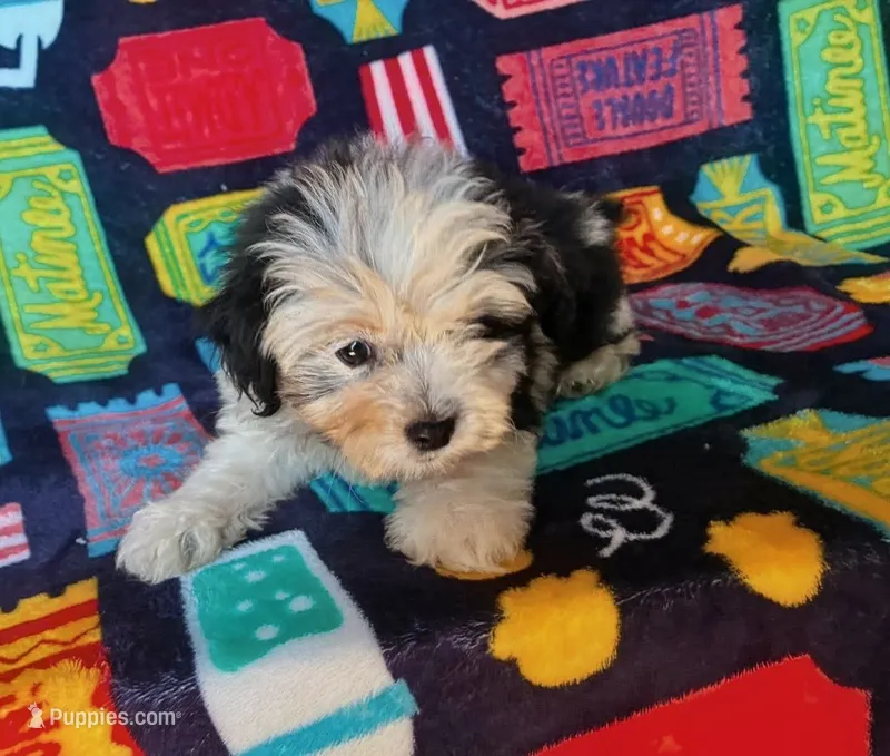 Jarvis – Cockapoo puppy for sale in Branson, MO