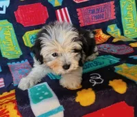 Jarvis, a male Cockapoo for sale in Branson, MO – 1 of 3