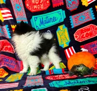 Skunk, a male Pomeranian for sale in Branson, MO – 3 of 3