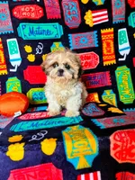 Buster, a male Shih Tzu for sale in Branson, MO – 2 of 3