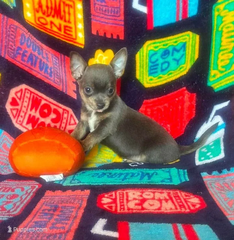 Edwardo – Chihuahua puppy for sale in Branson, MO