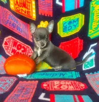 Edwardo, a male Chihuahua for sale in Branson, MO – 1 of 3