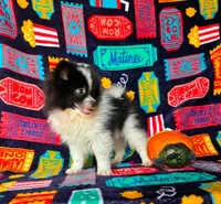 Skunk, a male Pomeranian for sale in Branson, MO – 2 of 3