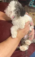 Merle male MINI size, a male Poodle - Miniature  and Sheepadoodle for sale in Branson, MO – 2 of 2
