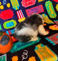 Jarvis, a male Cockapoo for sale in Branson, MO – 3 of 3