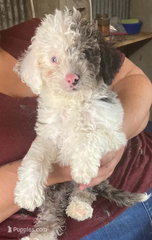 Merle male MINI size – Poodle - Miniature , Sheepadoodle puppy for sale in Branson, MO