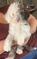 Merle male MINI size, a male Poodle - Miniature  and Sheepadoodle for sale in Branson, MO – 1 of 2