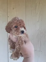 Rory, a male Cockapoo for sale in Branson, MO – 3 of 3
