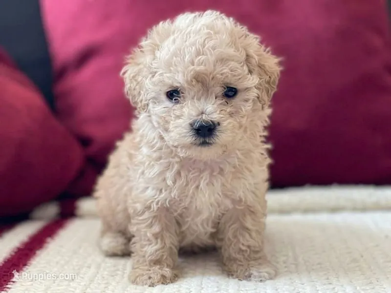 Poco – Maltipoo, Poodle - Toy  puppy for sale in Sacramento, CA
