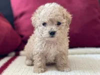 Poco, a male Maltipoo and Poodle - Toy  for sale in Sacramento, CA – 1 of 2