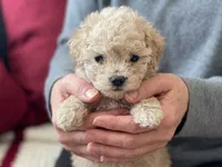 Poco, a male Maltipoo and Poodle - Toy  for sale in Sacramento, CA – 2 of 2