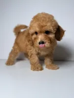 Tammi- Mini Goldendoodle , a female Goldendoodle for sale in Columbia, SC – 2 of 2