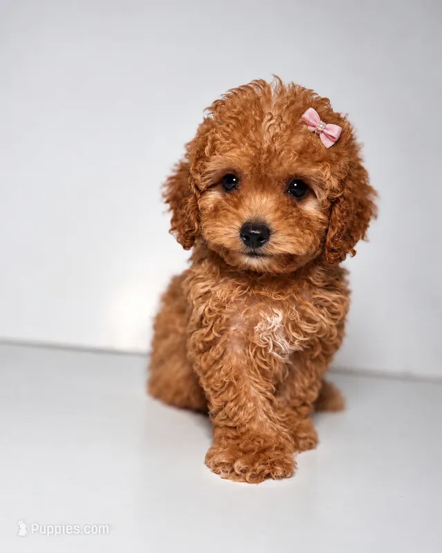 Ladybug- Toy size Goldendoodle  – Goldendoodle puppy for sale in Columbia, SC