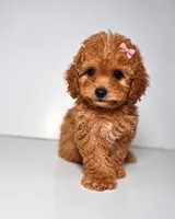 Ladybug- Toy size Goldendoodle , a female Goldendoodle for sale in Columbia, SC – 1 of 1