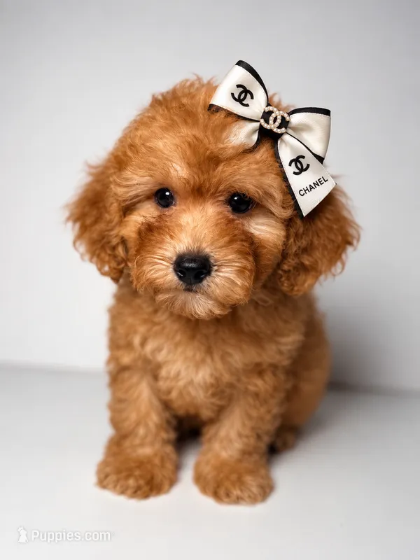 Tammi- Mini Goldendoodle  – Goldendoodle puppy for sale in Columbia, SC