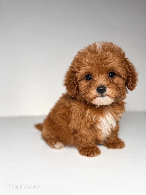 Charlie  – Goldendoodle puppy for sale in Columbia, SC