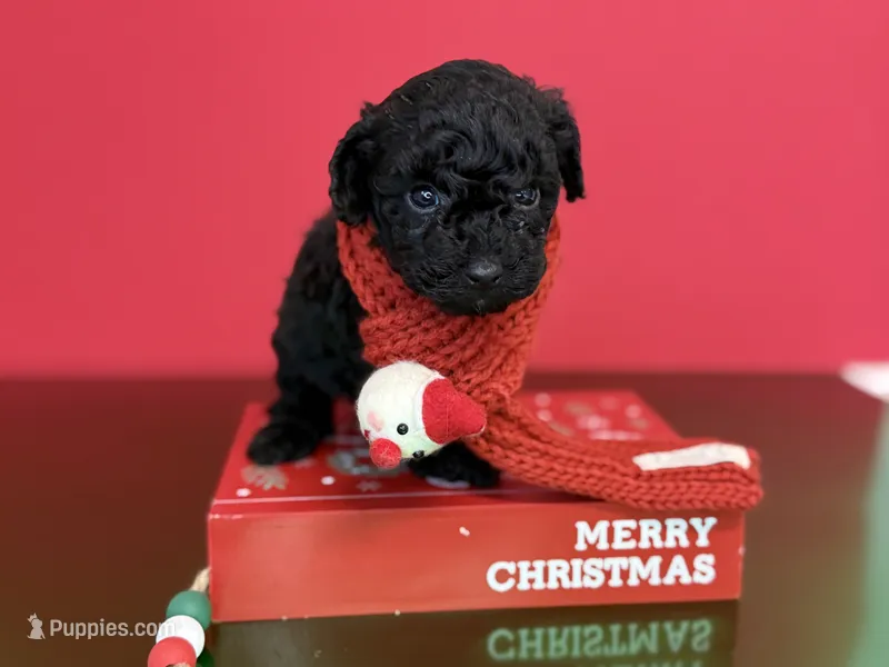 Finn – Poodle - Toy  puppy for sale in Columbia, SC