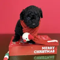 Finn, a male Poodle - Toy  for sale in Columbia, SC – 1 of 2