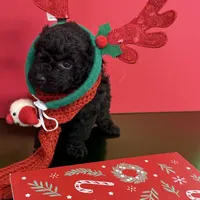 Finn, a male Poodle - Toy  for sale in Columbia, SC – 2 of 2