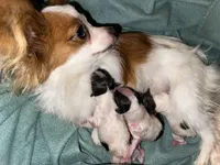 Gemma’s Pups, a female Papillon for sale in Bradyville, TN – Photo 2 of 3