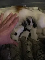 Gemma’s Pups, a female Papillon for sale in Bradyville, TN – Photo 1 of 3