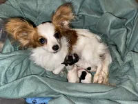 Gemma’s Pups, a female Papillon for sale in Bradyville, TN – Photo 3 of 3