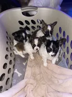 Macie’s Pups, a female Papillon for sale in Bradyville, TN – Photo 2 of 2