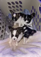 Macie’s Pups, a female Papillon for sale in Bradyville, TN – Photo 1 of 2