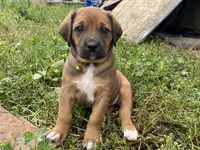 Rose, a female Greater Swiss Mountain Dog and Rhodesian Ridgeback for sale in Fishtail, MT – 2 of 6