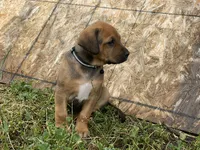 Rose, a female Greater Swiss Mountain Dog and Rhodesian Ridgeback for sale in Fishtail, MT – 6 of 9