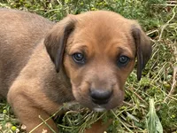 Rose, a female Greater Swiss Mountain Dog and Rhodesian Ridgeback for sale in Fishtail, MT – 4 of 6