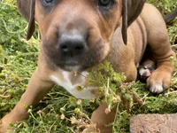 Rose, a female Greater Swiss Mountain Dog and Rhodesian Ridgeback for sale in Fishtail, MT – 4 of 9