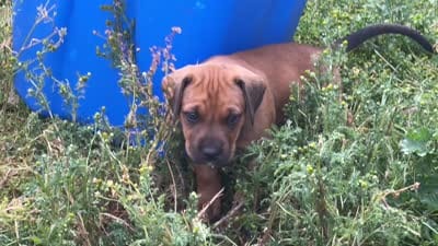 Rose, a female Greater Swiss Mountain Dog and Rhodesian Ridgeback for sale in Fishtail, MT – 7 of 9