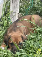 Rose, a female Greater Swiss Mountain Dog and Rhodesian Ridgeback for sale in Fishtail, MT – 3 of 6