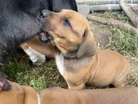 Rose, a female Greater Swiss Mountain Dog and Rhodesian Ridgeback for sale in Fishtail, MT – 5 of 6