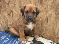 Rose, a female Greater Swiss Mountain Dog and Rhodesian Ridgeback for sale in Fishtail, MT – 2 of 9