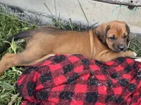 Rose, a female Greater Swiss Mountain Dog and Rhodesian Ridgeback for sale in Fishtail, MT – 5 of 9