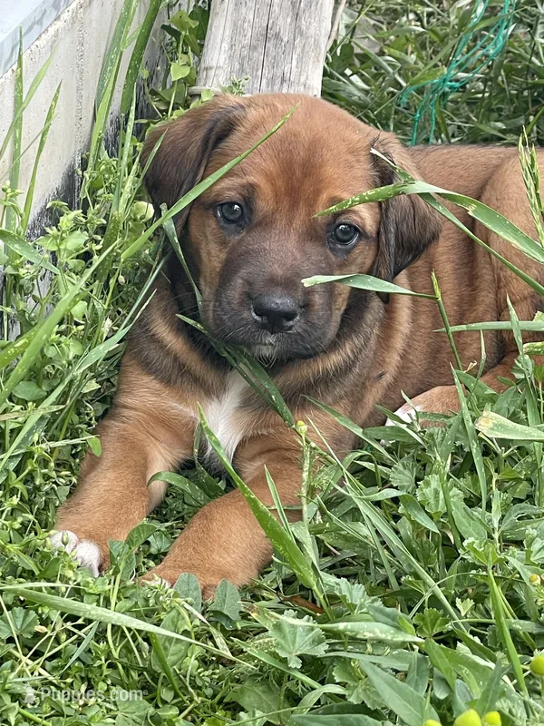 Rose – Greater Swiss Mountain Dog, Rhodesian Ridgeback puppy for sale in Fishtail, MT