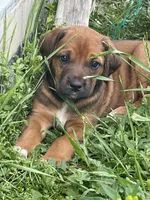 Rose, a female Greater Swiss Mountain Dog and Rhodesian Ridgeback for sale in Fishtail, MT – 1 of 9