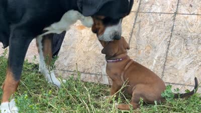 Rose, a female Greater Swiss Mountain Dog and Rhodesian Ridgeback for sale in Fishtail, MT – 9 of 9