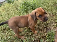 Rose, a female Greater Swiss Mountain Dog and Rhodesian Ridgeback for sale in Fishtail, MT – 6 of 6
