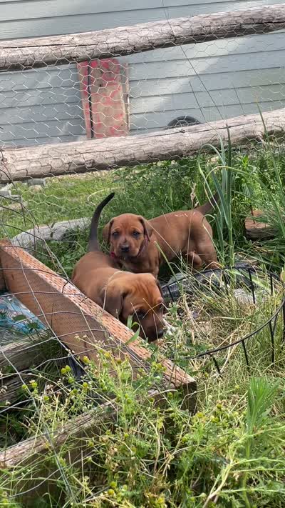 Rose, a female Greater Swiss Mountain Dog and Rhodesian Ridgeback for sale in Fishtail, MT – 8 of 9