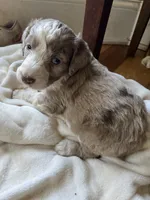 Royal Blue, a male Aussiedoodle for sale in Rosedale, VA – 2 of 4